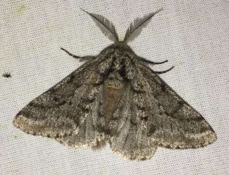 Image of Stout Spanworm Moth