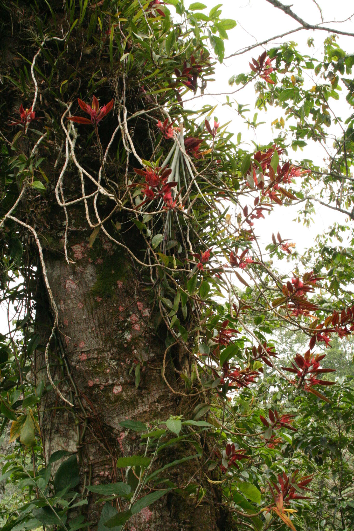 Image of Columnea schiedeana Schltdl.