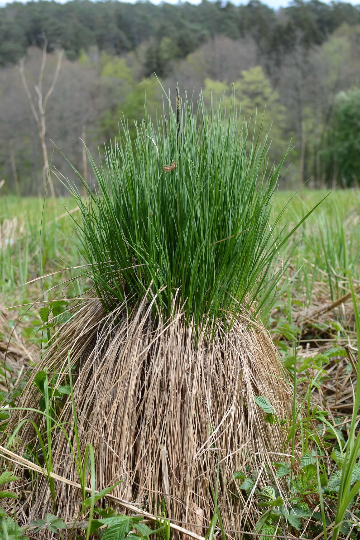 Image of Tufted Sedge