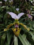 Image de Paphiopedilum spicerianum (Rchb. fil.) Pfitzer