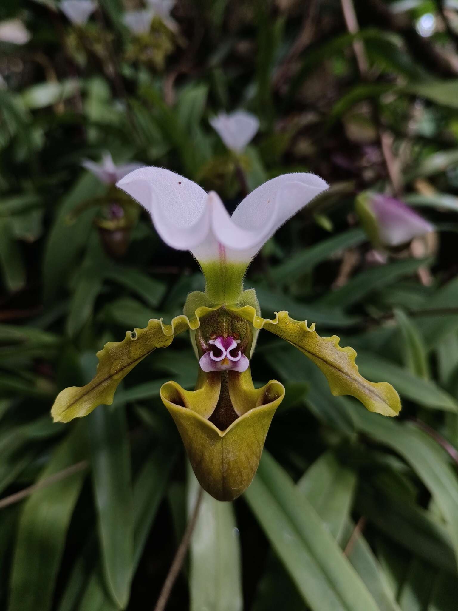 Image de Paphiopedilum spicerianum (Rchb. fil.) Pfitzer