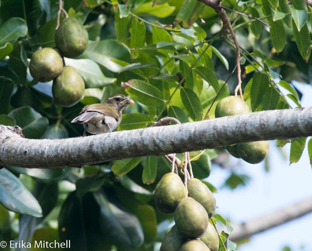 صورة Saltator albicollis Vieillot 1817