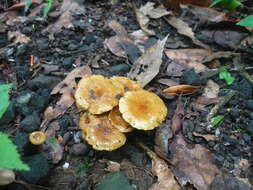 Image of Pholiota terrestris Overh. 1924