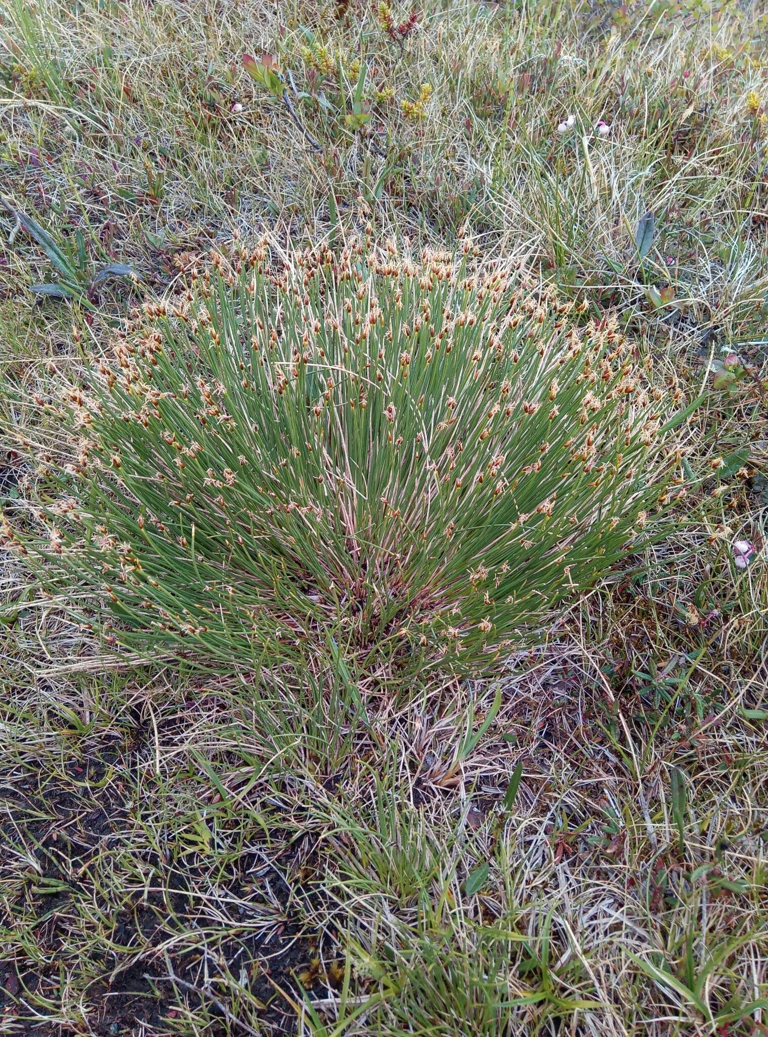 Image of Trichophorum cespitosum subsp. cespitosum