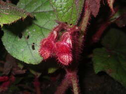 Слика од Begonia baviensis Gagnep.