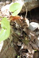 Image of Asarum europaeum subsp. caucasicum (Duchartre) Soo