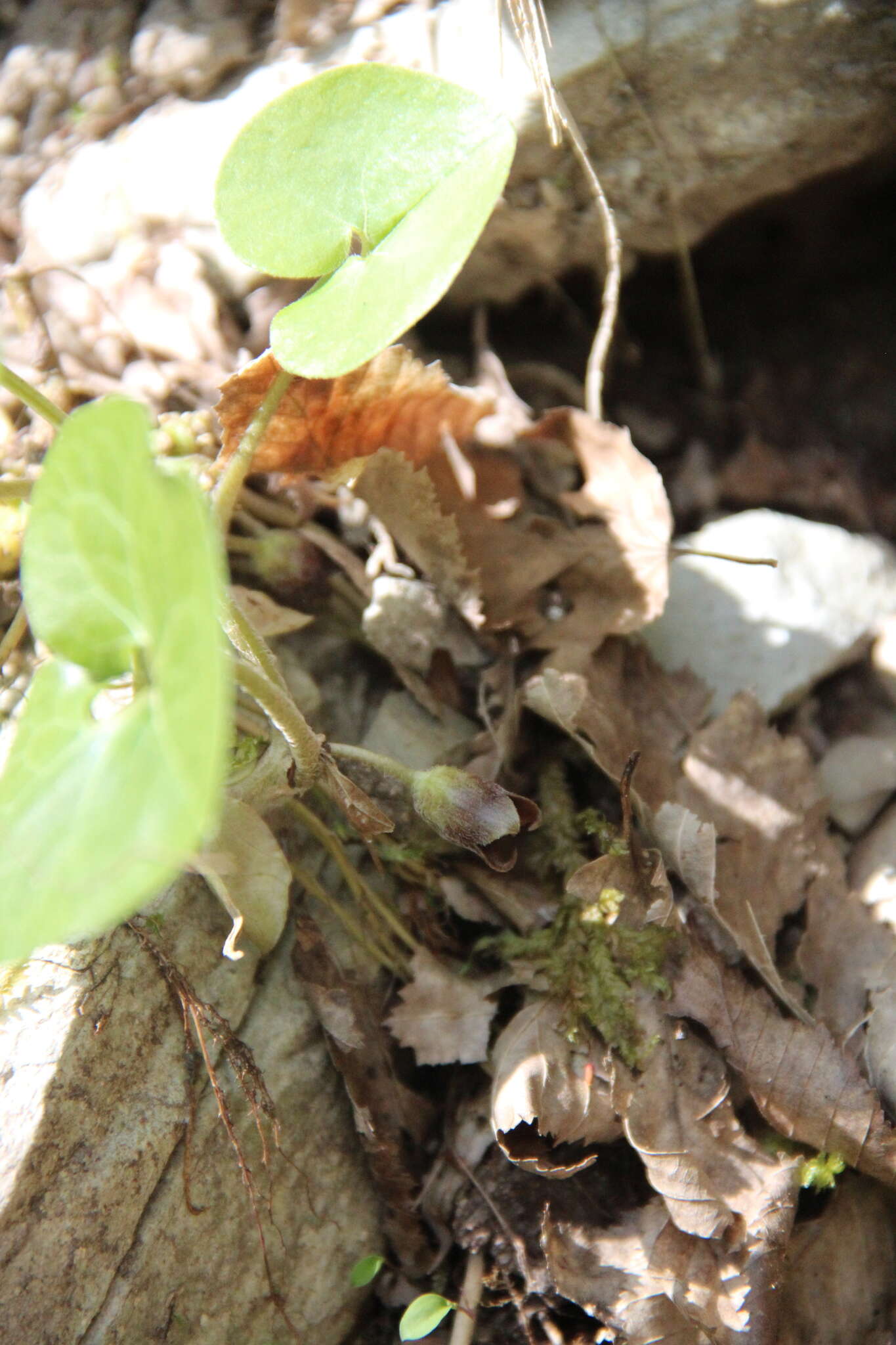 Image of Asarum europaeum subsp. caucasicum (Duchartre) Soo