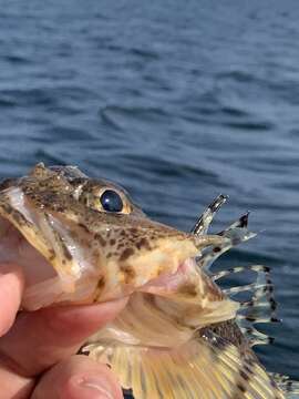 Image of Threaded sculpin