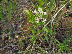 Image of bastard toadflax