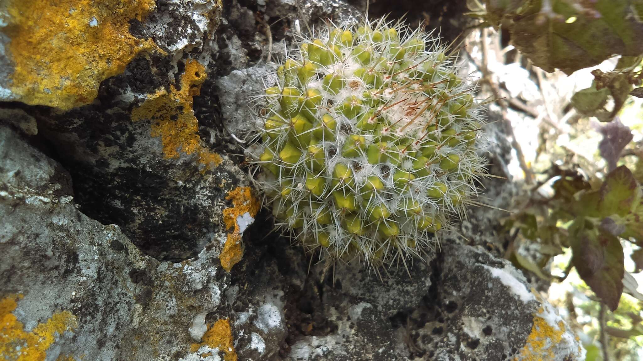 Image of Mammillaria voburnensis subsp. collinsii