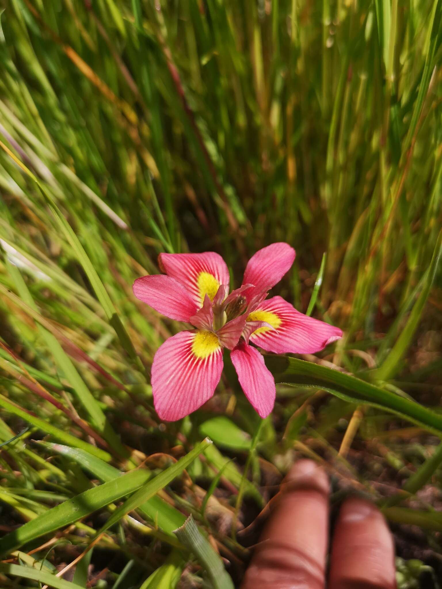 Image of Moraea tricolor Andrews