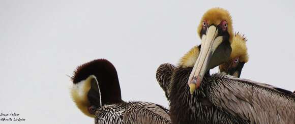 Image of pelicans