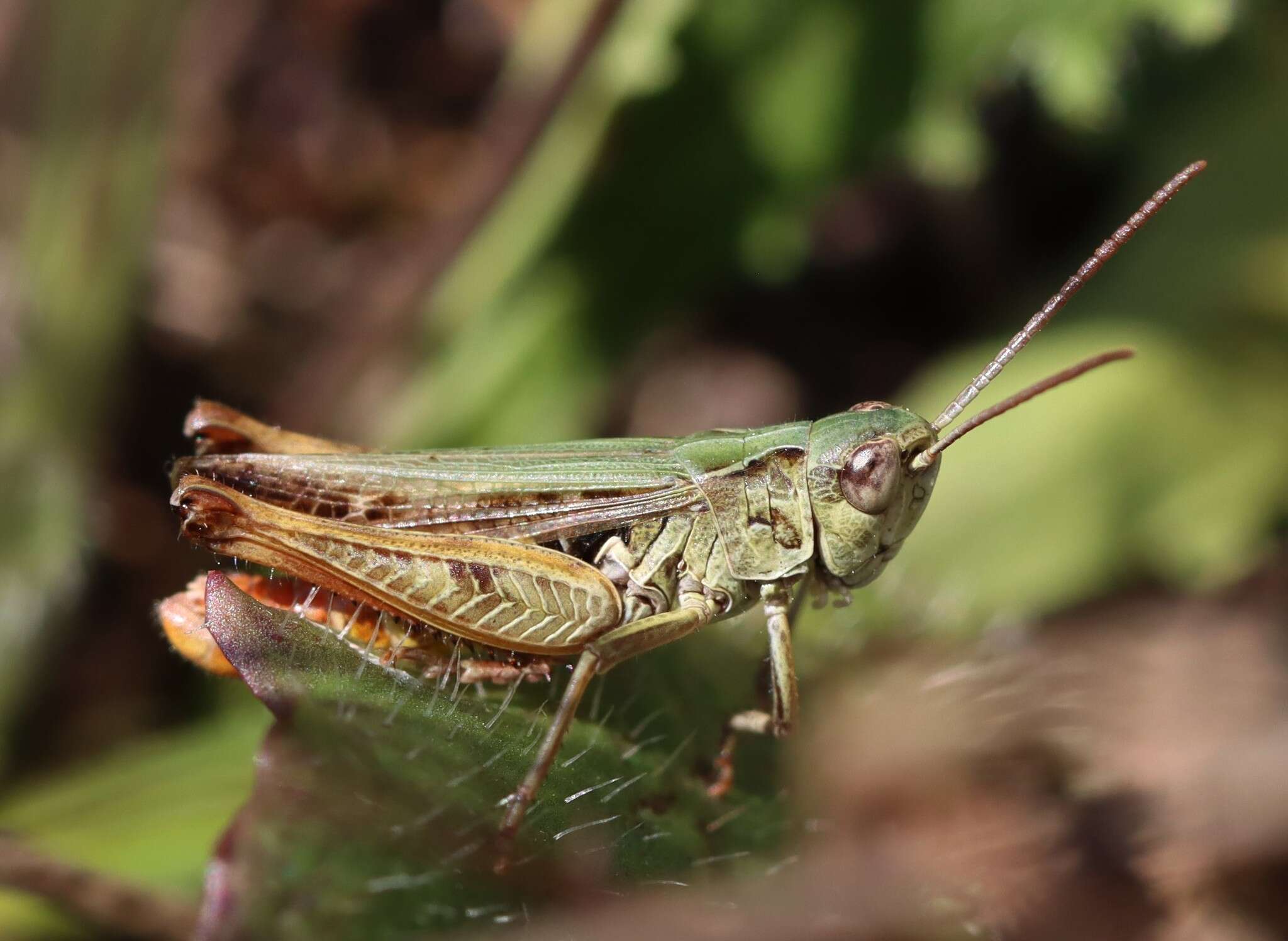 Sivun Omocestus (Omocestus) haemorrhoidalis (Charpentier 1825) kuva