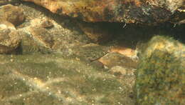 Image of Glossogobius illimis Hoese & Allen 2012