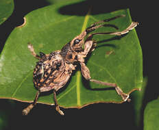 Image of Eurhynchus quadrituberculatus Boheman 1839