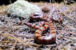 Image of Lampropeltis calligaster rhombomaculata (Holbrook 1840)