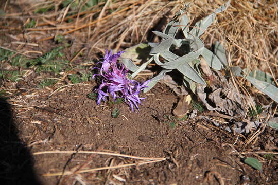 Image of Centaurea fuscomarginata (K. Koch) Juz.