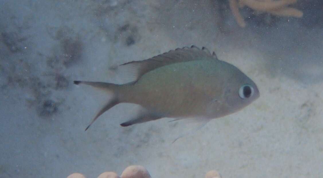 Image of Brown chromis