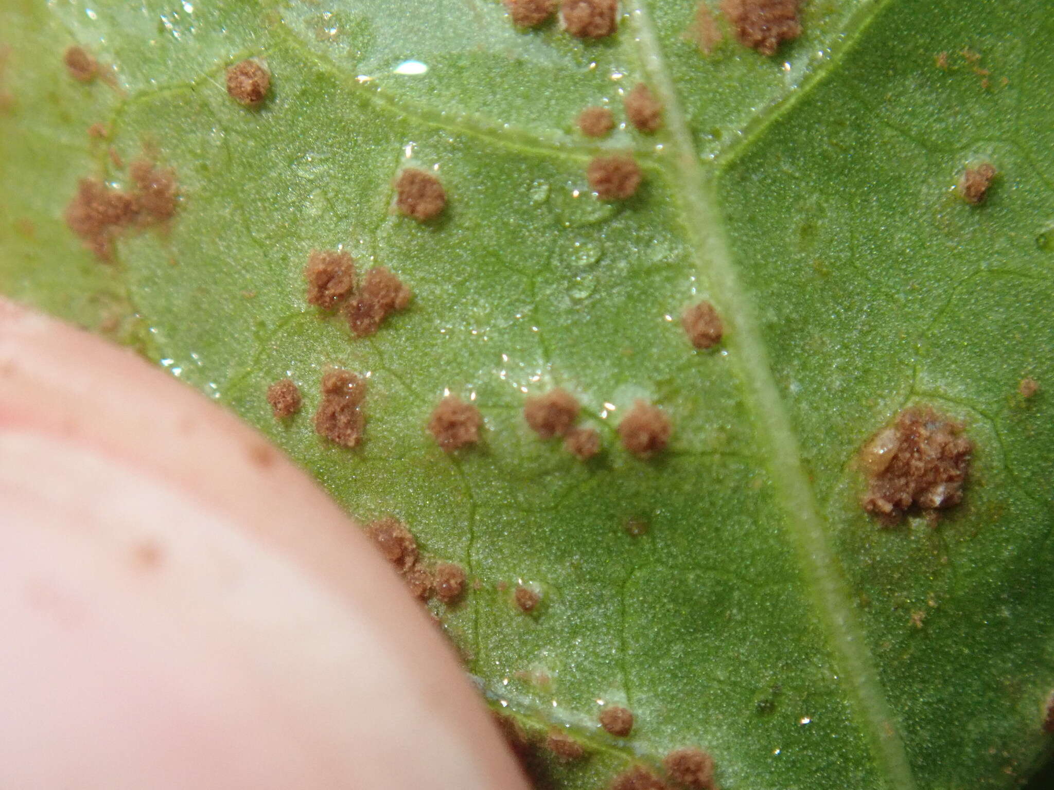 Image of Puccinia polygoni-amphibii Pers. 1801