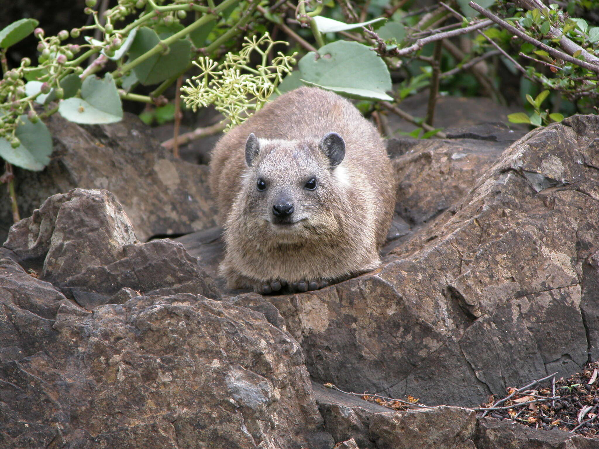 Image of Procavia capensis johnstoni Thomas 1894