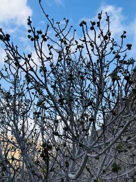 Image of Ficus johannis Boiss.