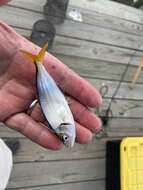 Image of Leatherjacket fish