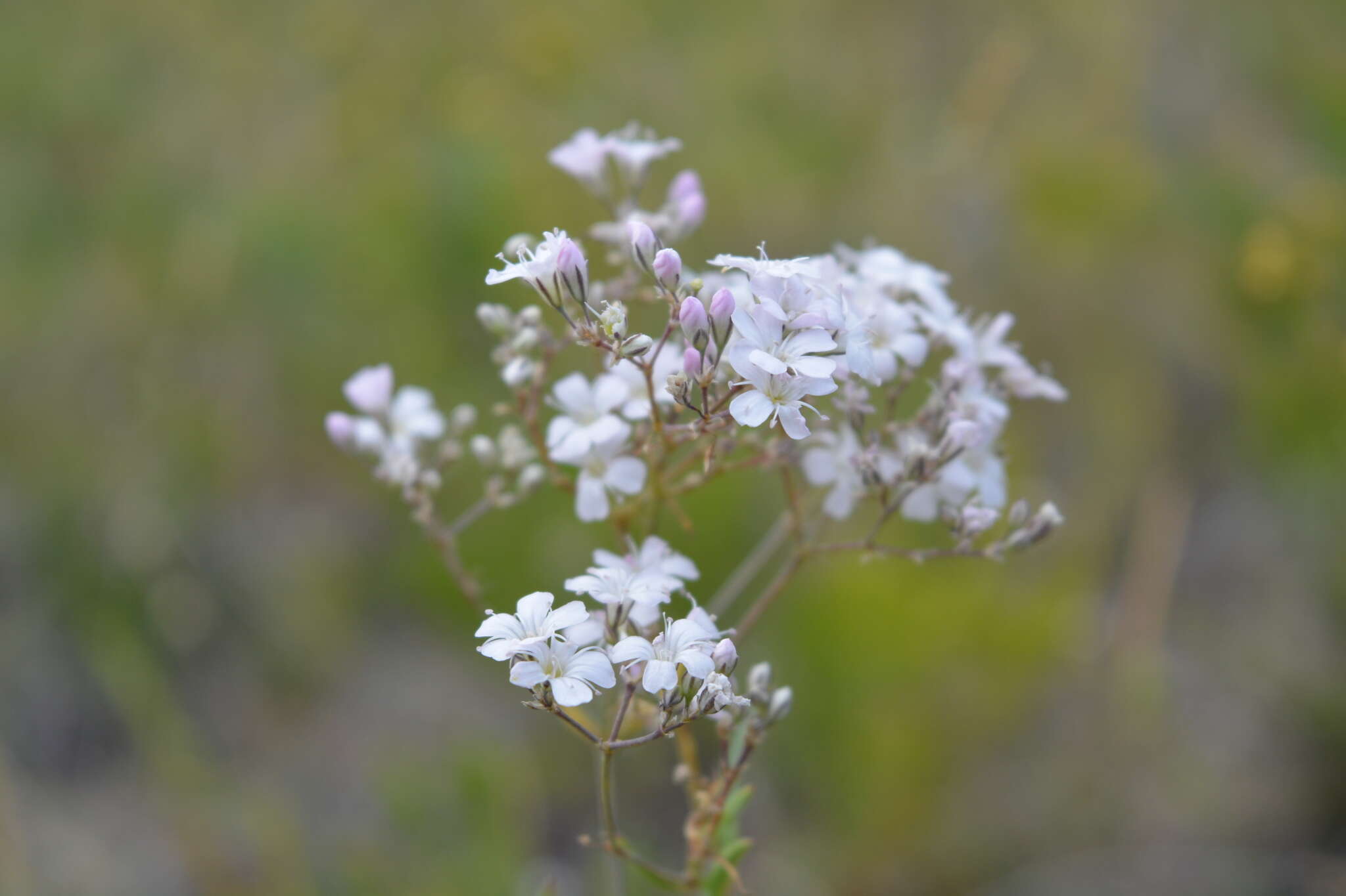 Image de Gypsophila davurica Turcz. ex Fenzl