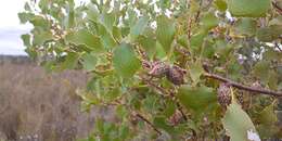 Image of Hakea undulata R. Br.