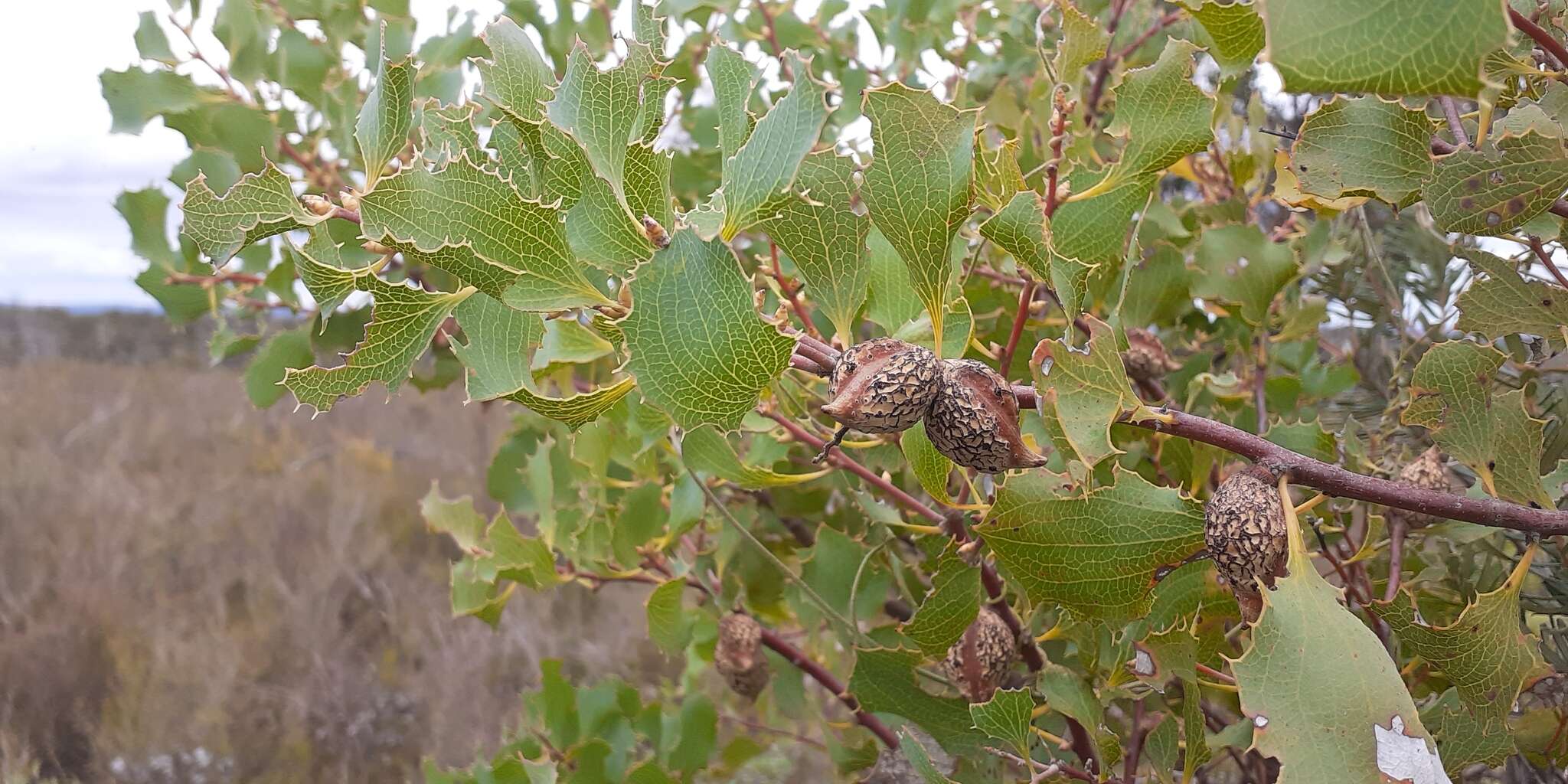 Слика од Hakea undulata R. Br.