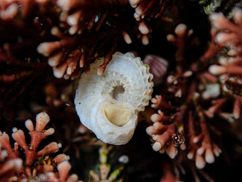 Image of Austroliotia botanica (Hedley 1915)