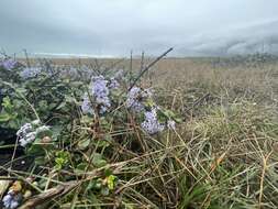 Image of maritime ceanothus