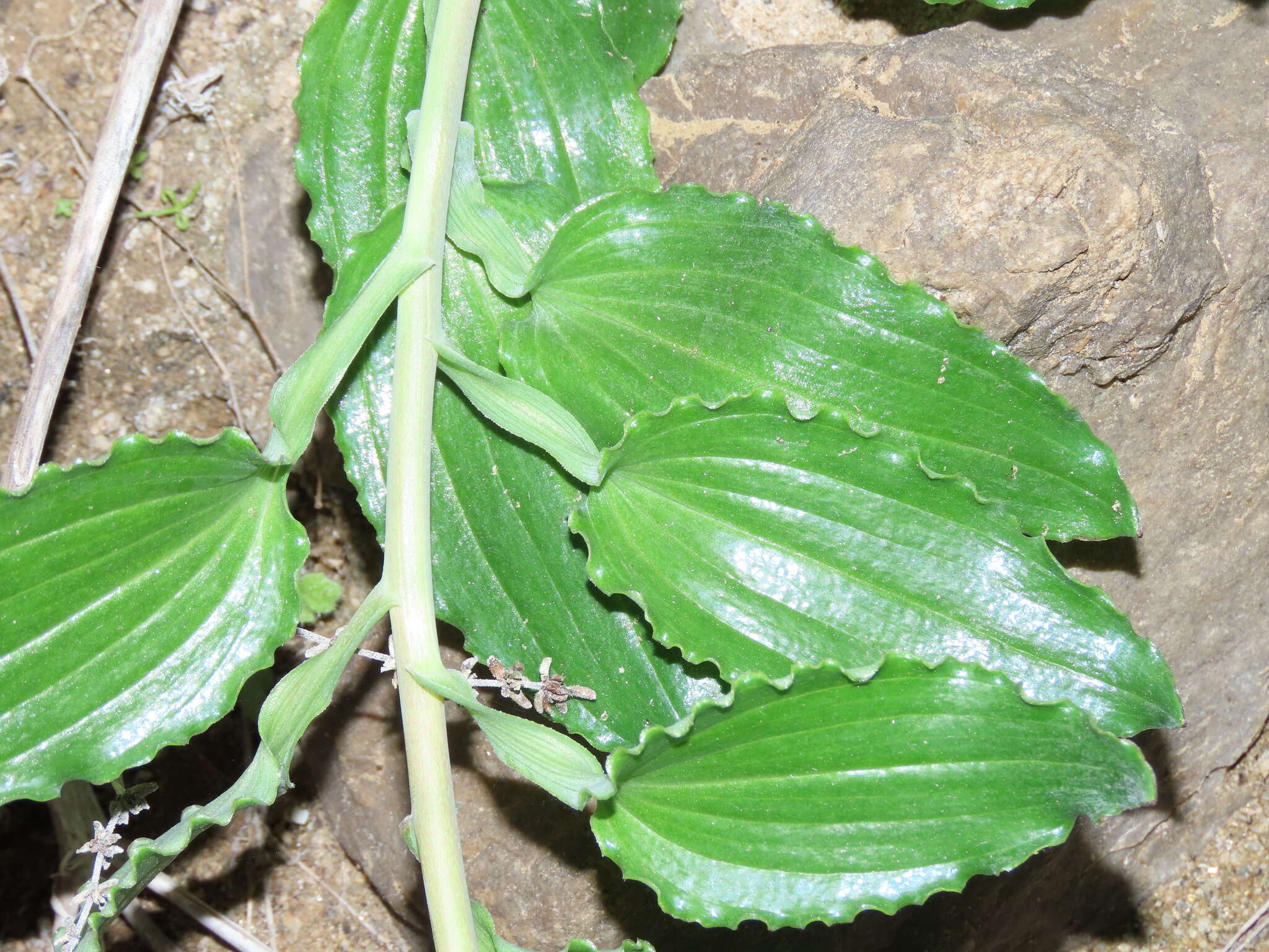 Image of Alstroemeria paupercula Phil.