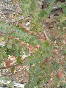 Image of Callisthene microphylla Warm.