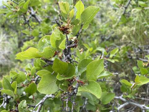 Image of Klamath plum