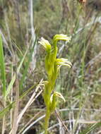 Image of Veyretia rupicola (Garay) F. Barros