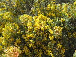 Image of Genista microphylla DC.