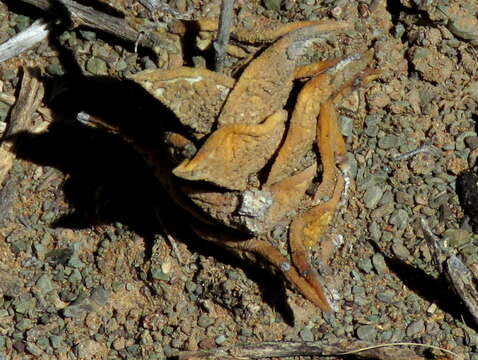 Image of Haworthiopsis nigra var. diversifolia (Poelln.) G. D. Rowley