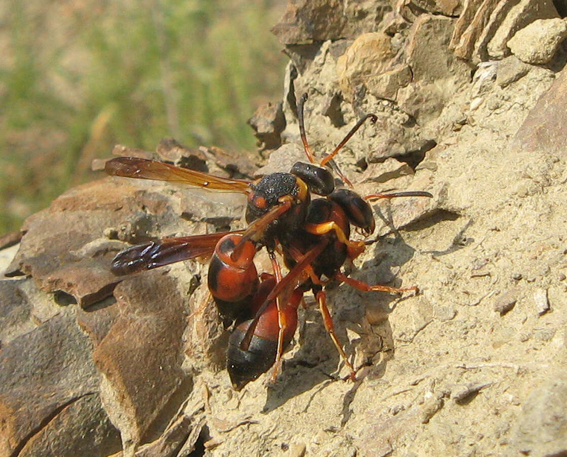 Image of Paravespa rex (Schulthess 1923)