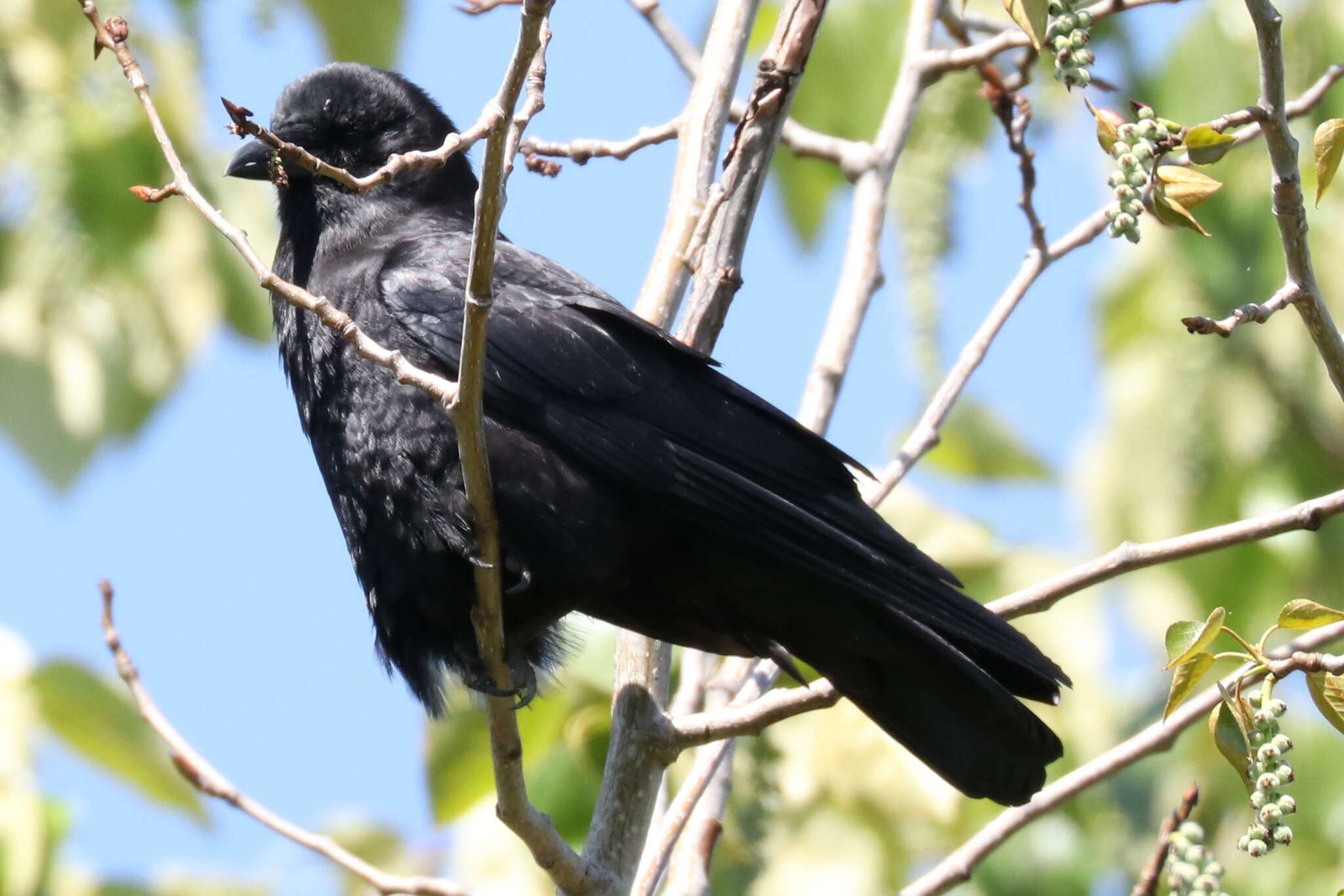 Image of Corvus brachyrhynchos caurinus Baird & SF 1858