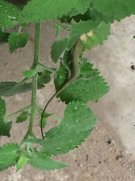 Image of American Anole