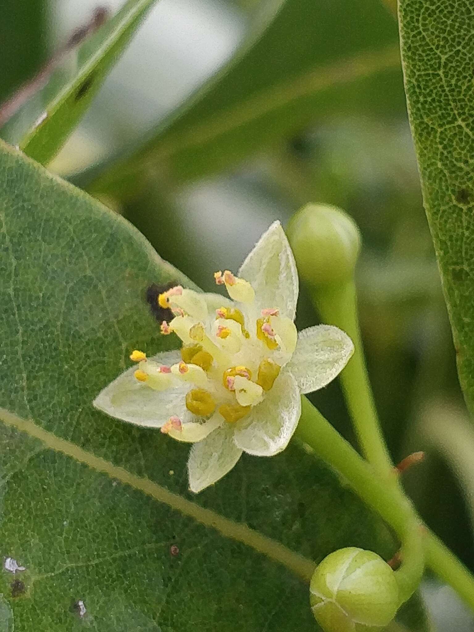 Image of Apollonias barbujana subsp. barbujana