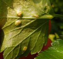 Imagem de Puccinia smyrnii Biv. 1816