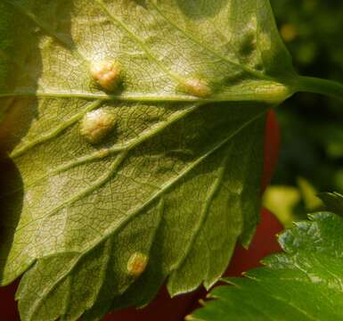 Image of Puccinia smyrnii Biv. 1816