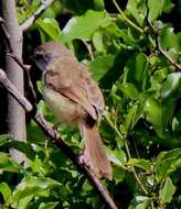 Image of Prinia flavicans flavicans (Vieillot 1821)