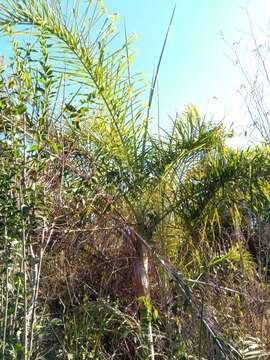 Image of Dypsis madagascariensis (Becc.) Beentje & J. Dransf.