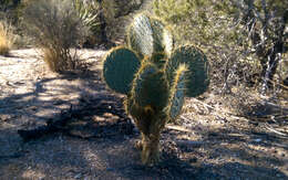 Image of Dollar-joint Prickly-pear