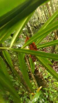 Image of Podocarpus madagascariensis Baker