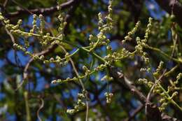 Image de Spondias pinnata (L. fil.) Kurz