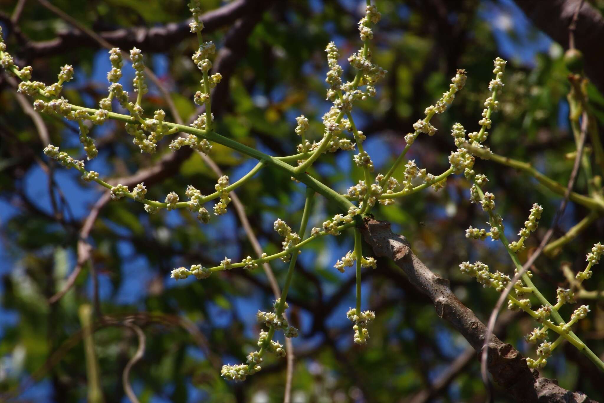 Image de Spondias pinnata (L. fil.) Kurz