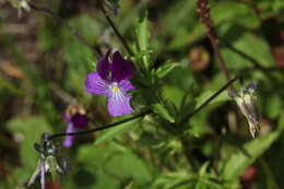 Image of Viola disjuncta W. Becker